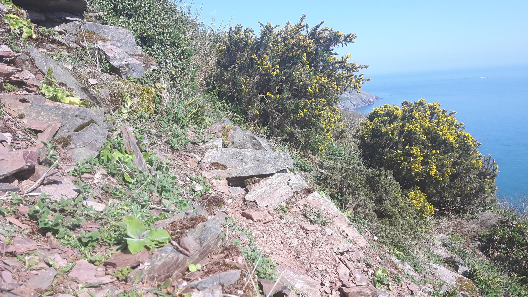 Habitat at Higher Brixham